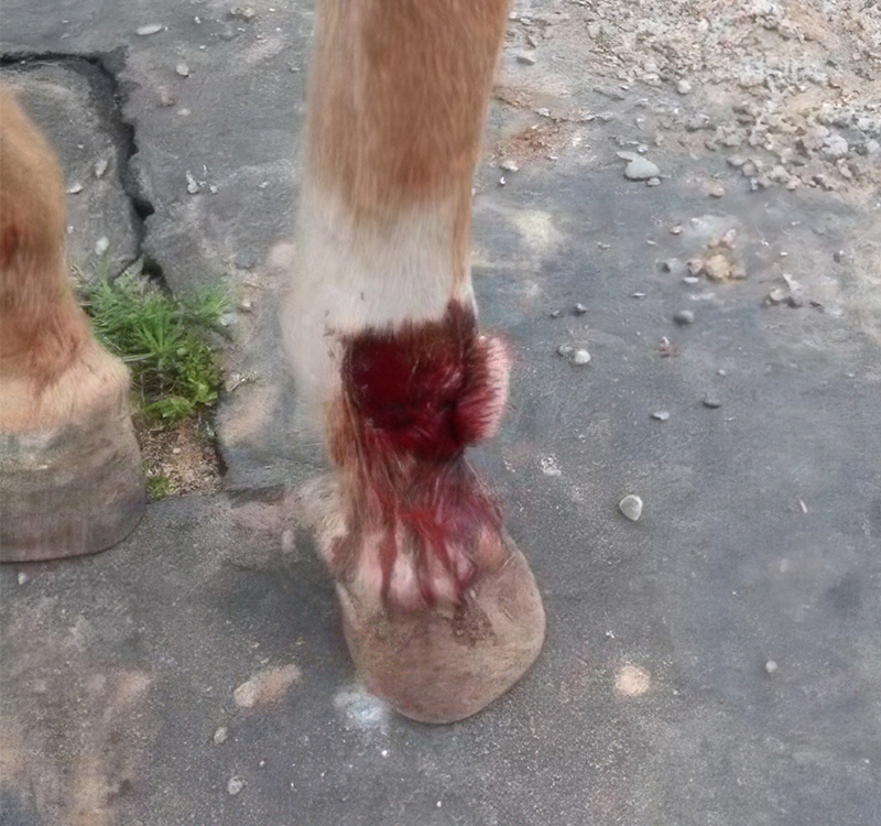 horse-leg-injury-01