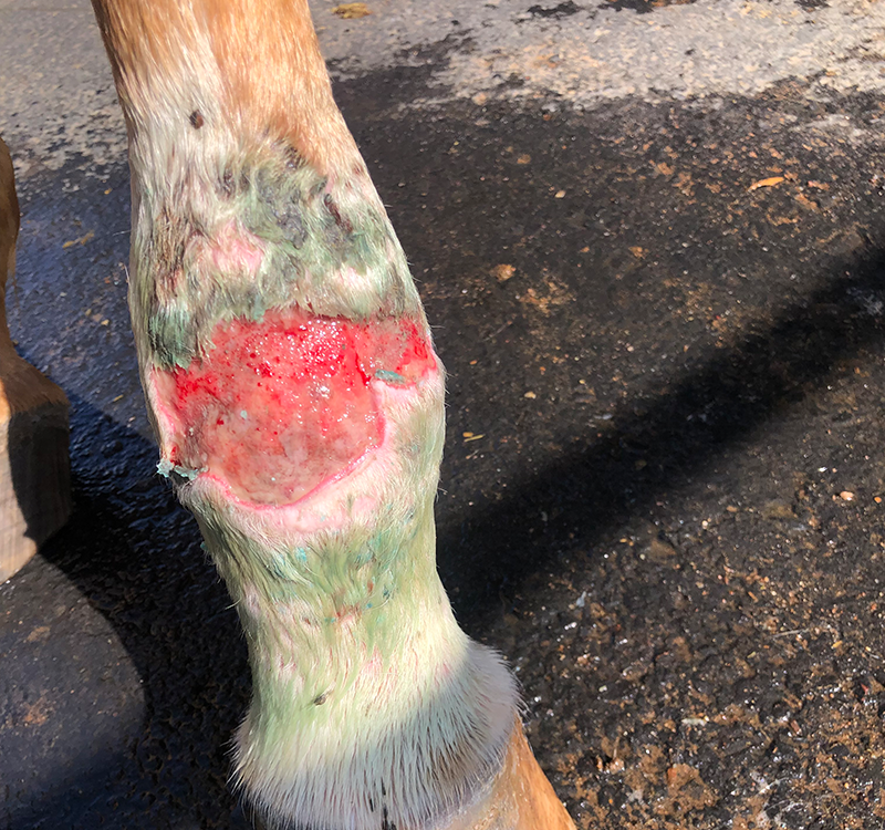 horse-leg-injury-02