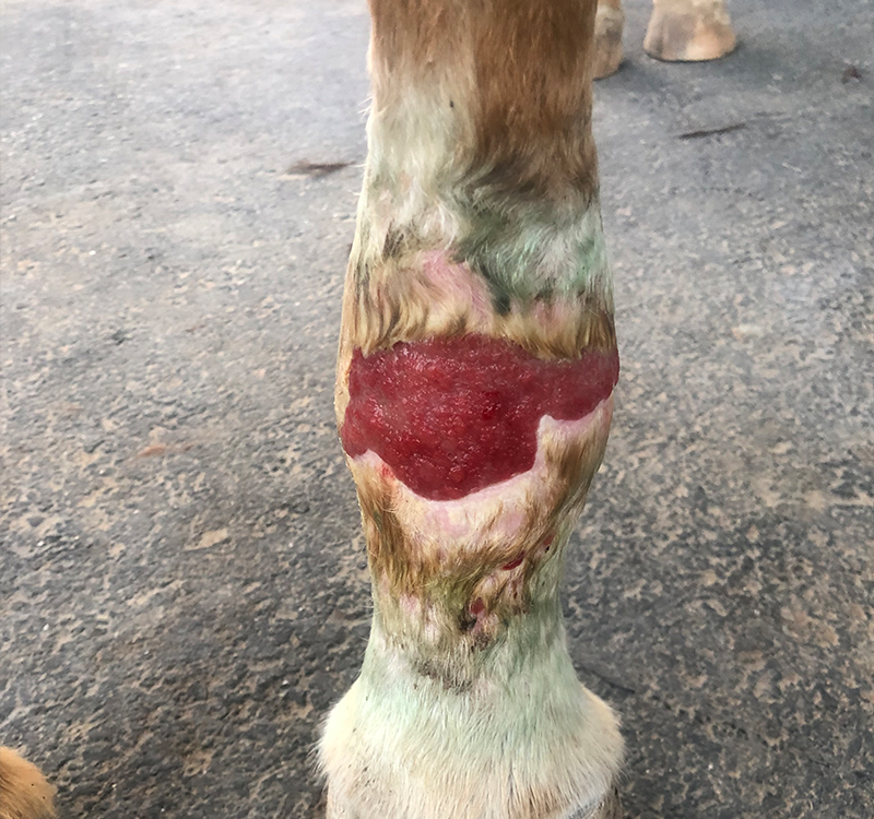 horse-leg-injury-03
