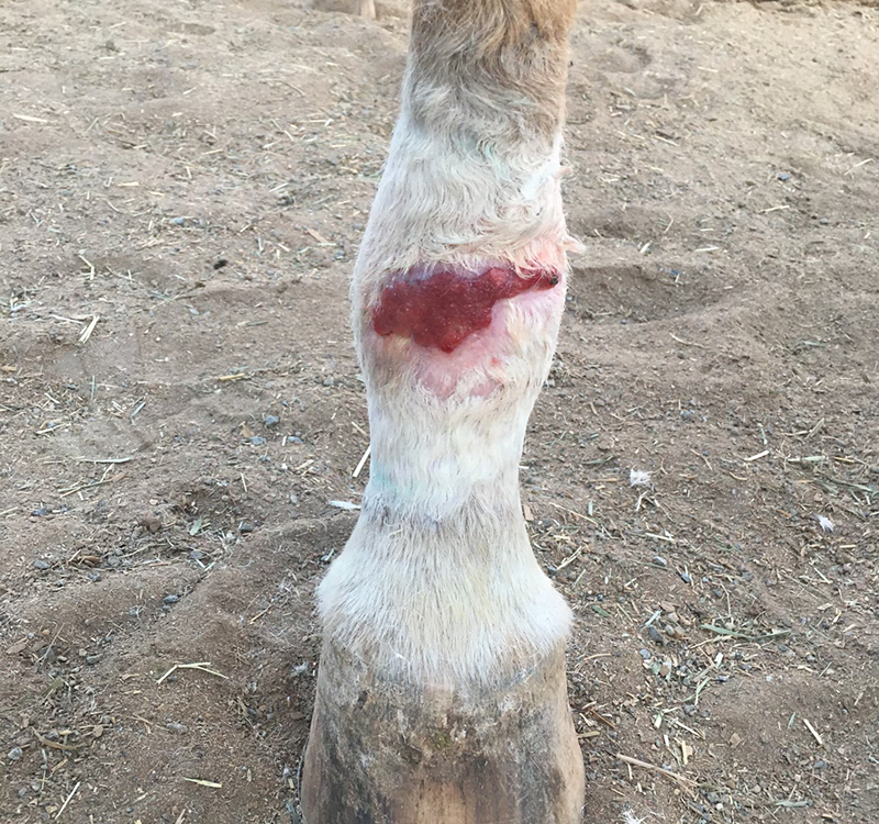 horse-leg-injury-04