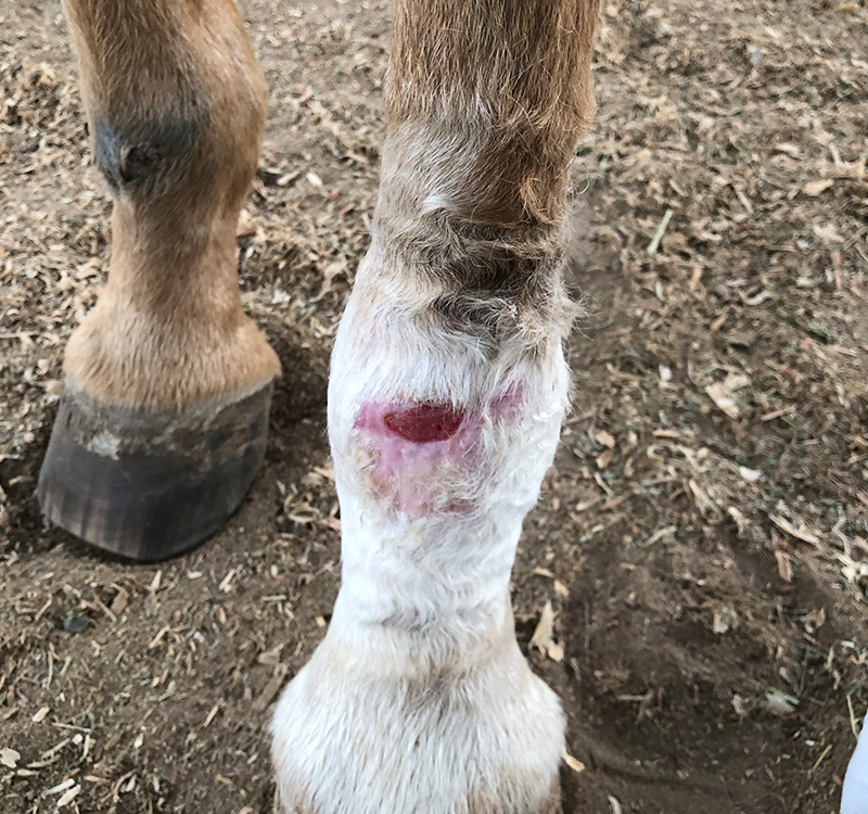 horse-leg-injury-05