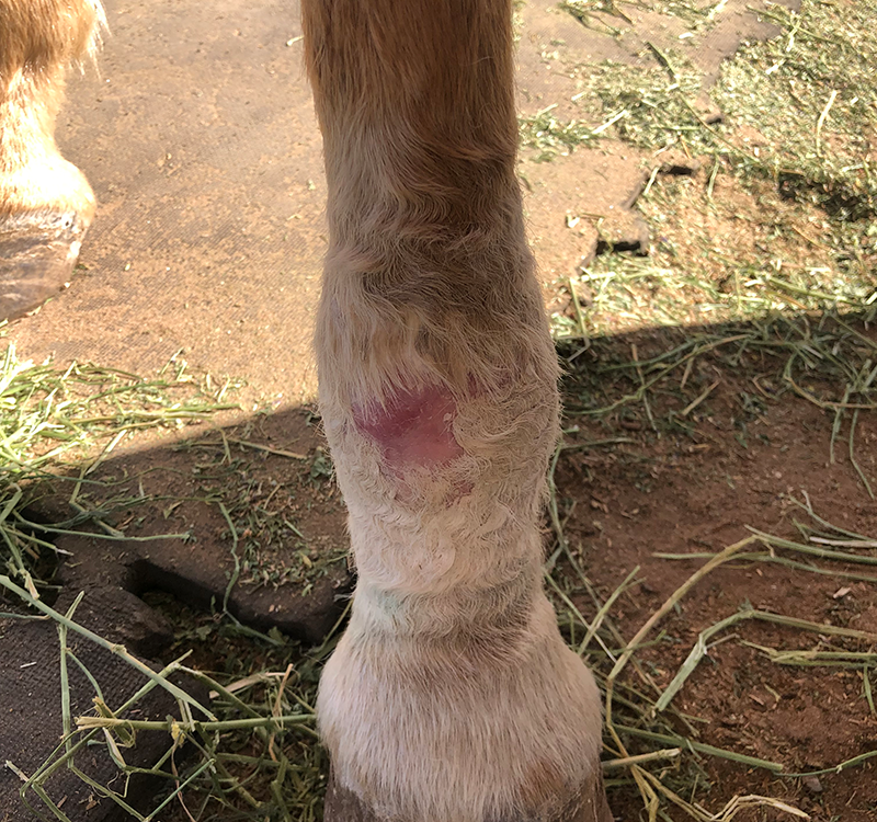 horse-leg-injury-06